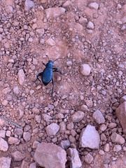 Tenebrioninae
