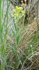 Erysimum inconspicuum