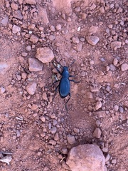 Tenebrioninae
