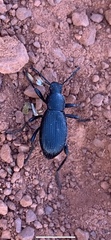 Tenebrioninae
