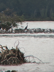 Ardea cinerea