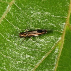 Agrilus