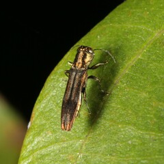Agrilus