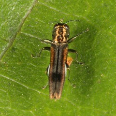 Agrilus