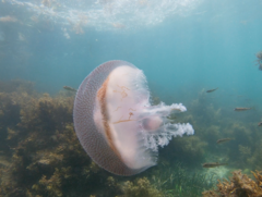 Pseudorhiza haeckeli