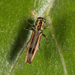 Agrilus