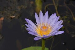 Nymphaea nouchali caerulea