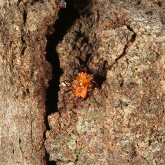 Tegea atropicta