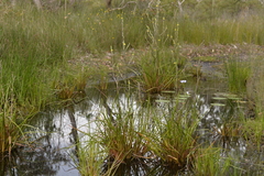 Philydrum lanuginosum