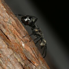Polyrhachis daemeli