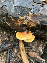 Pycnoporellus fulgens