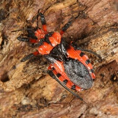 Tegea atropicta