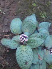 Drimiopsis burkei