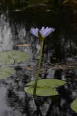 Nymphaea nouchali caerulea