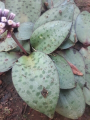 Drimiopsis burkei