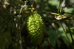 Cucumis hystrix