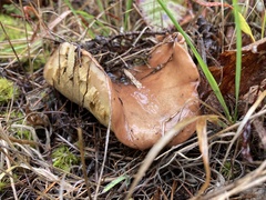 Suillus brevipes