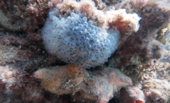 Clavelina moluccensis