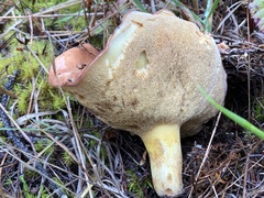 Suillus brevipes