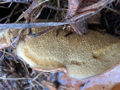 Suillus brevipes