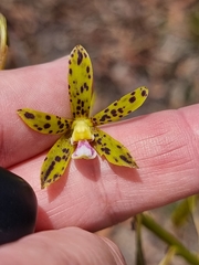 Dipodium hamiltonianum