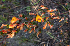 Pultenaea prostrata