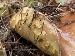 Suillus brevipes