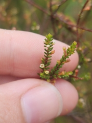 Micromyrtus littoralis