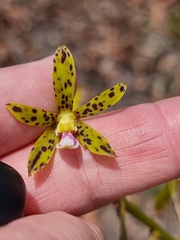 Dipodium hamiltonianum