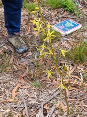 Dipodium hamiltonianum