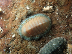 Chiton glaucus