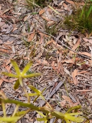 Dipodium hamiltonianum