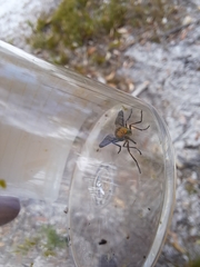 Tabanidae