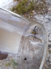 Tabanidae