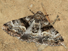 Gastrinodes argoplaca