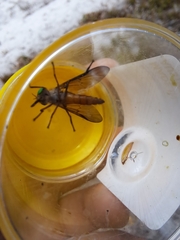 Tabanidae