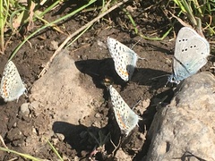 Euphilotes columbiae