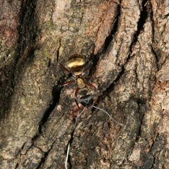 Polyrhachis rufifemur