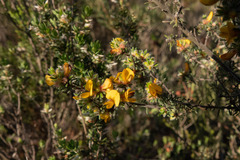 Pultenaea daltonii