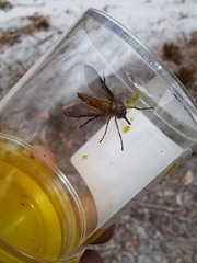 Tabanidae
