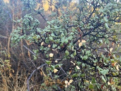 Rhamnus ilicifolia