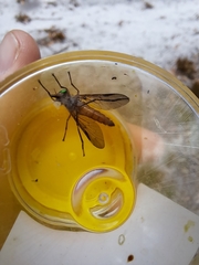 Tabanidae