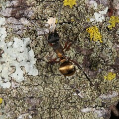 Polyrhachis rufifemur