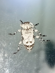 Leptostylus asperatus