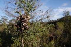 Callitris rhomboidea