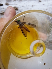 Tabanidae