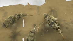 Tetractenos glaber