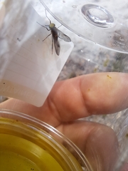Tabanidae