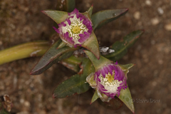 Carpobrotus modestus