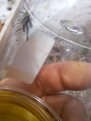 Tabanidae